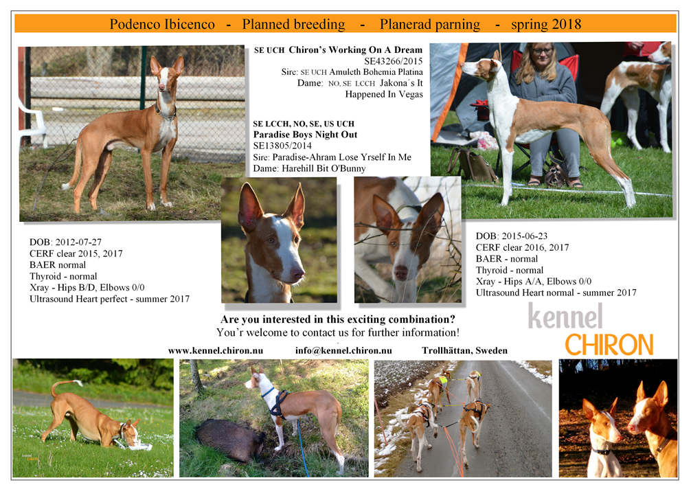 Lera-o-Indy-Breeding-Puppies-Parning-Valpar-Podenco-Ibicenco-2018.png
