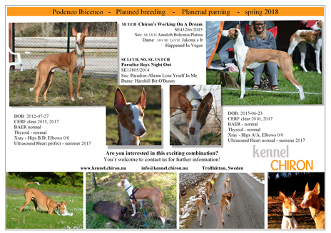 Lera-o-Indy-Breeding-Puppies-Parning-Valpar-Podenco-Ibicenco-2018.png