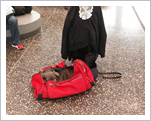 Globetrotter-in-action-(-Malpenza-airport).jpg
