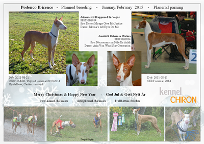Podenco-Ibicenco-Ibiza-Hound-breeding-parning-valpar-2015-Sweden-Sverige-2.png